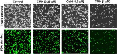 Design, synthesis and biological evaluation of a novel colchicine-magnolol hybrid for inhibiting the growth of Lewis lung carcinoma in Vitro and in Vivo